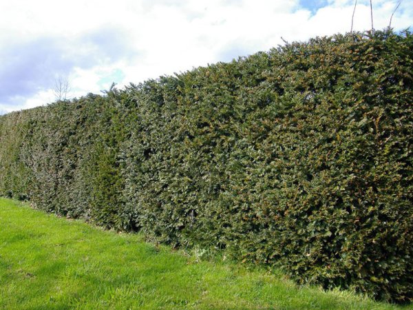 Taxus Baccata - Yew (Hedge)