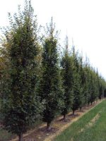 Carpinus Betulus Fastigiata - Upright Hornbeam