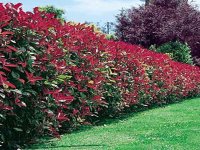 Photenia Red Robin Hedge