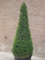 Taxus Baccata Cone - English Yew