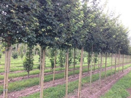 Acer Campestre ‘Elsrijk’ - Field Maple Cultivar