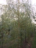 Salix Alba `Tristis`