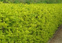 Ligustrum Ovalifolium - Privet hedge
