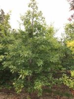 Quercus Palustris - Pin Oak