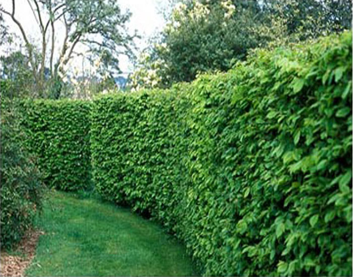 Carpinus Betulus (Hornbeam) | Fána Nurseries Ireland