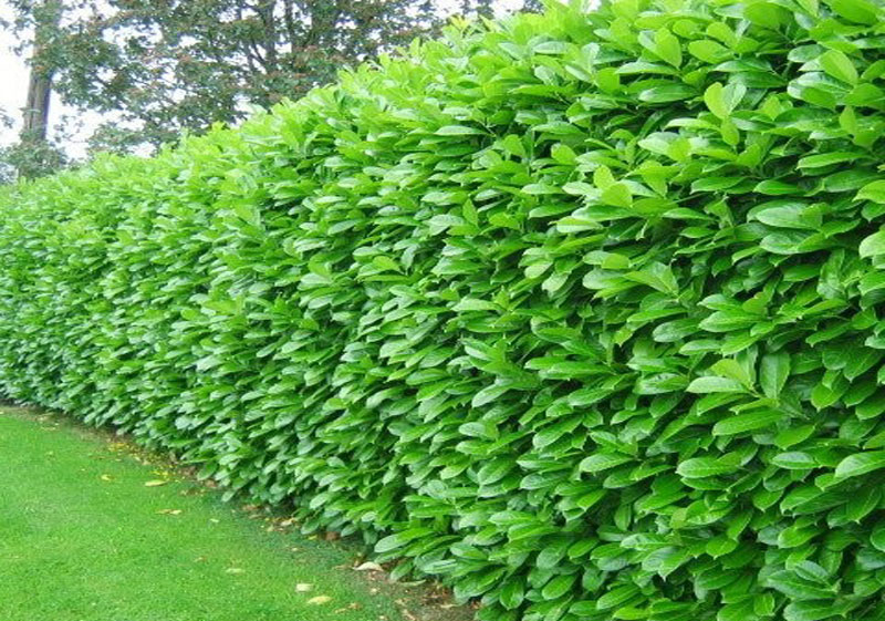 Prunus Laurocerasus Rotundifolia - Laurel (Hedge) | Fána Nurseries ...